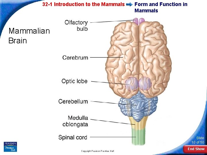 32 -1 Introduction to the Mammals Form and Function in Mammals Mammalian Brain Slide