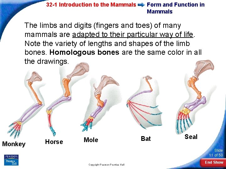 32 -1 Introduction to the Mammals Form and Function in Mammals The limbs and