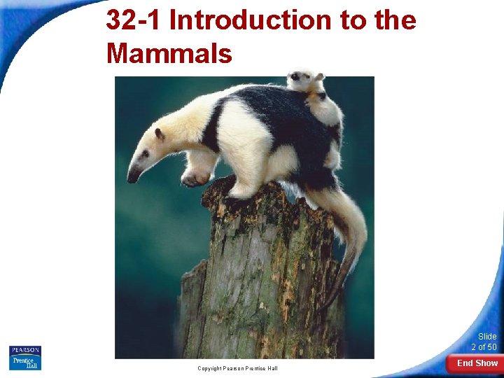 32 -1 Introduction to the Mammals Slide 2 of 50 Copyright Pearson Prentice Hall