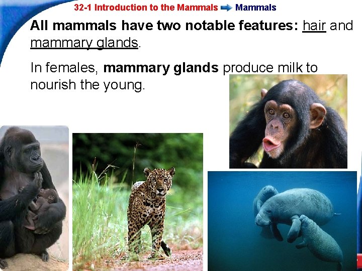 32 -1 Introduction to the Mammals All mammals have two notable features: hair and