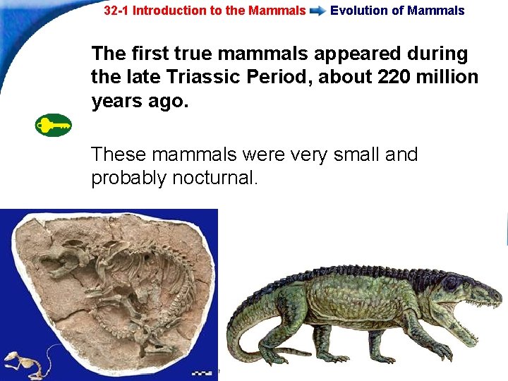 32 -1 Introduction to the Mammals Evolution of Mammals The first true mammals appeared