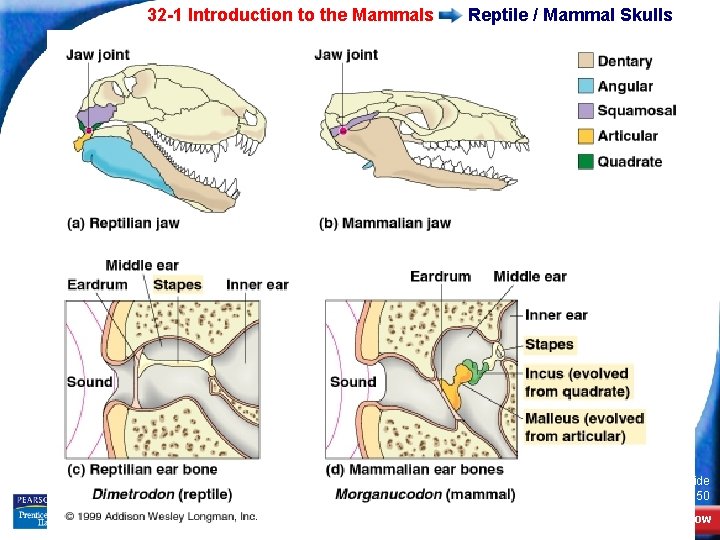 32 -1 Introduction to the Mammals Reptile / Mammal Skulls Slide 6 of 50