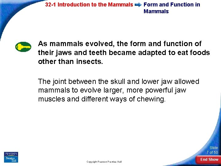 32 -1 Introduction to the Mammals Form and Function in Mammals As mammals evolved,
