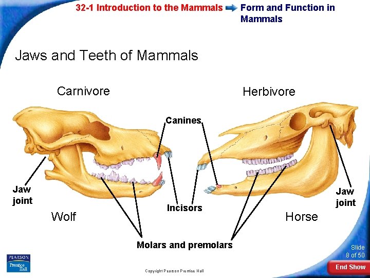 32 -1 Introduction to the Mammals Form and Function in Mammals Jaws and Teeth