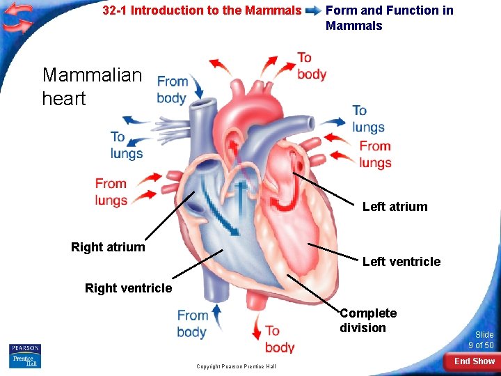 32 -1 Introduction to the Mammals Form and Function in Mammals Mammalian heart Left