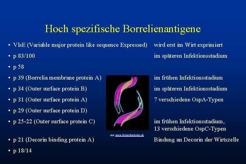 Hoch spezifische Borrelienantigene • Vls. E (Variable major protein like sequence Expressed) wird erst