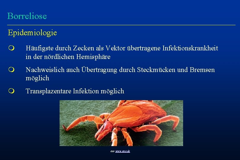 Borreliose Epidemiologie m Häufigste durch Zecken als Vektor übertragene Infektionskrankheit in der nördlichen Hemisphäre