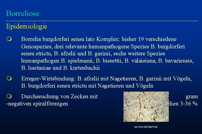 Borreliose Epidemiologie m Borrelia burgdorferi sensu lato Komplex: bisher 19 verschiedene Genospezies, drei relevante