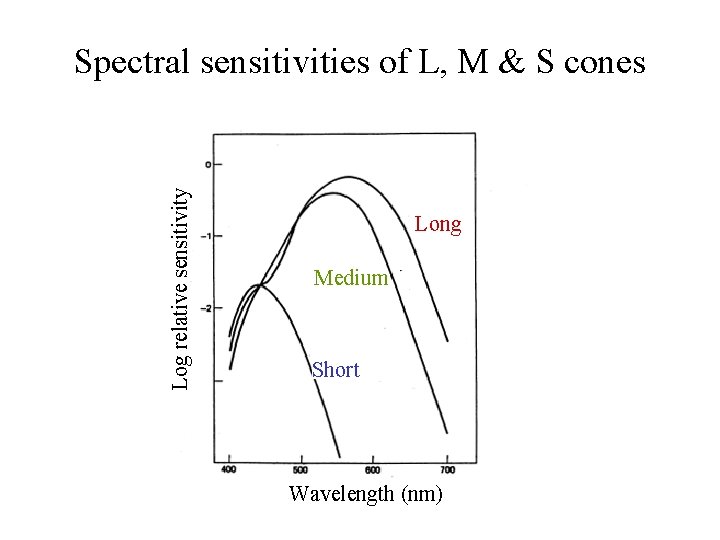 Log relative sensitivity Spectral sensitivities of L, M & S cones Long Medium Short