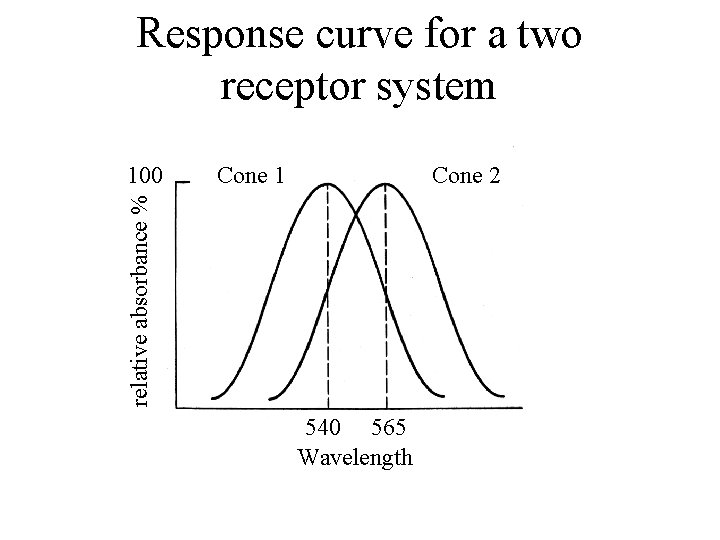 Response curve for a two receptor system Cone 1 Cone 2 relative absorbance %