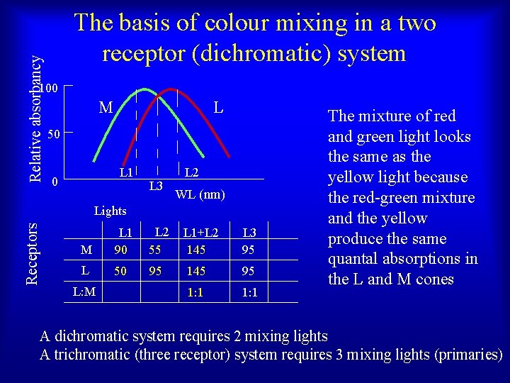 Relative absorbancy The basis of colour mixing in a two receptor (dichromatic) system 100