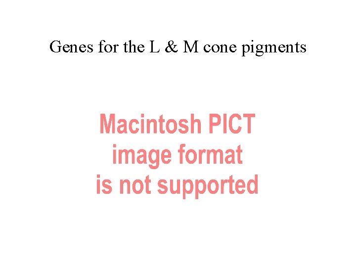 Genes for the L & M cone pigments 