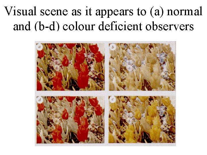 Visual scene as it appears to (a) normal and (b-d) colour deficient observers 