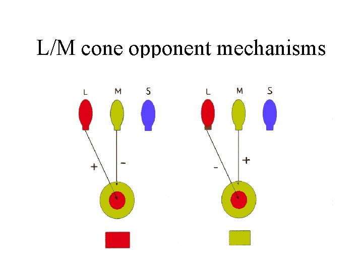 L/M cone opponent mechanisms 
