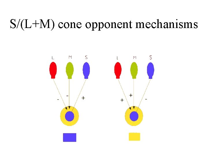 S/(L+M) cone opponent mechanisms 