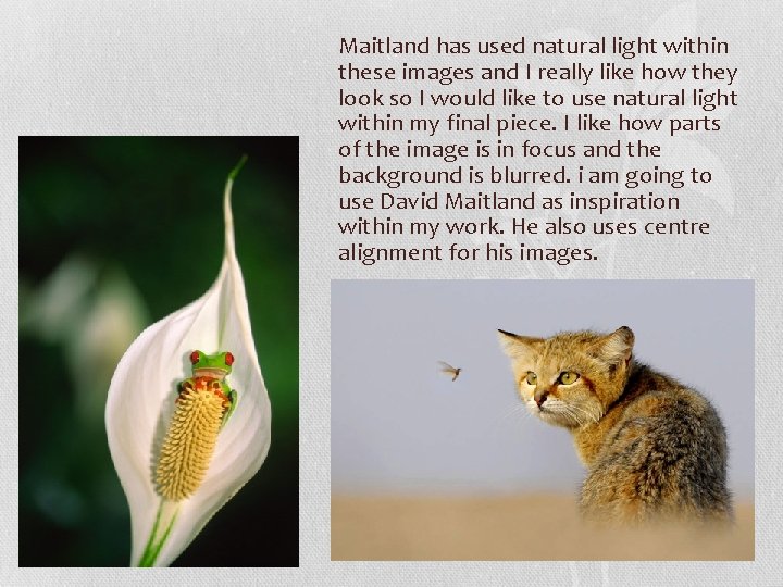 Maitland has used natural light within these images and I really like how they Maitland has used natural light within these images and I really like how they