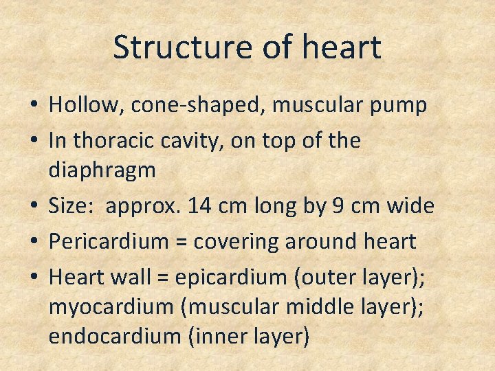 Structure of heart • Hollow, cone-shaped, muscular pump • In thoracic cavity, on top