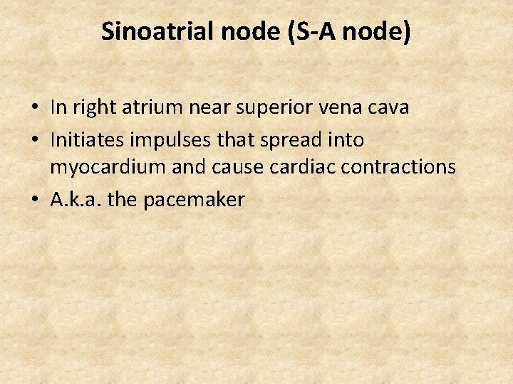 Sinoatrial node (S-A node) • In right atrium near superior vena cava • Initiates