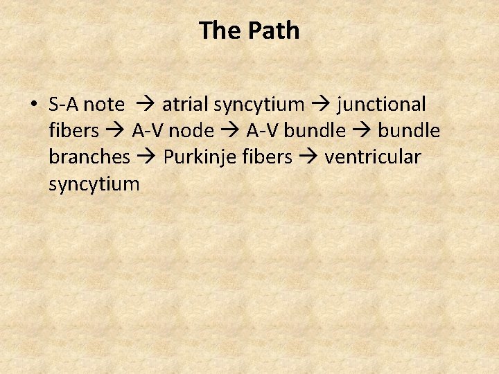 The Path • S-A note atrial syncytium junctional fibers A-V node A-V bundle branches