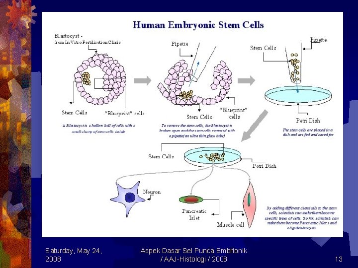 Saturday, May 24, 2008 Aspek Dasar Sel Punca Embrionik / AAJ-Histologi / 2008 13