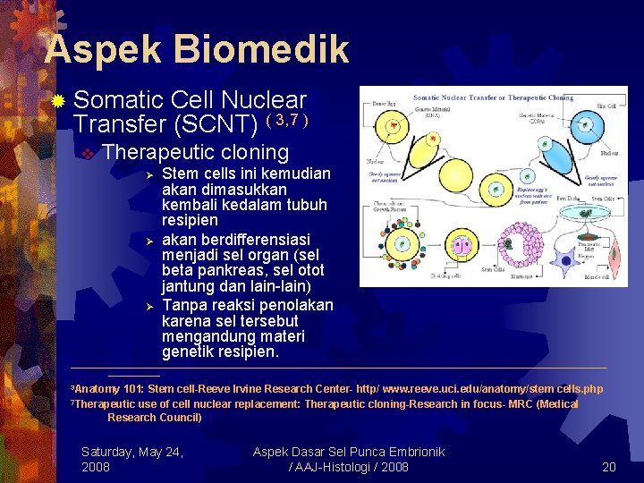 Aspek Biomedik ® Somatic Cell Nuclear Transfer (SCNT) ( 3, 7 ) v Therapeutic
