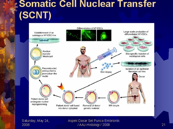 Somatic Cell Nuclear Transfer (SCNT) Saturday, May 24, 2008 Aspek Dasar Sel Punca Embrionik