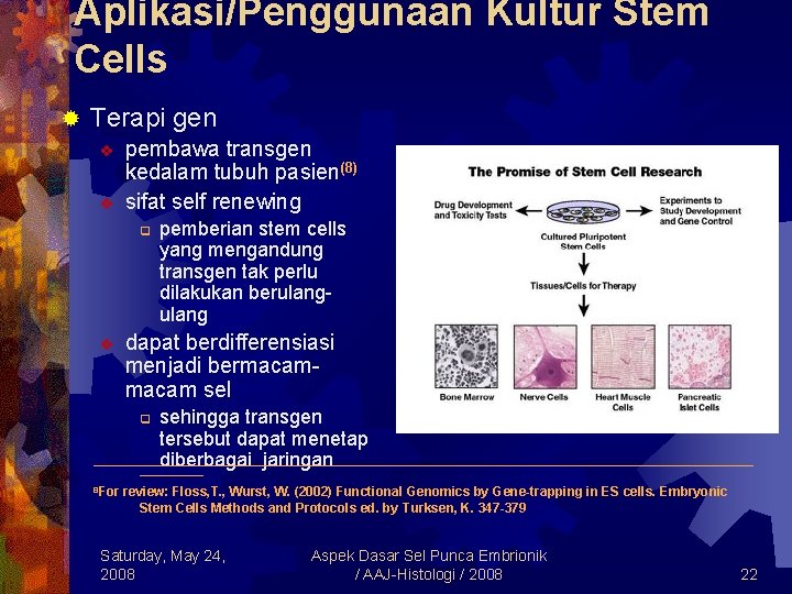 Aplikasi/Penggunaan Kultur Stem Cells ® Terapi gen v v pembawa transgen kedalam tubuh pasien(8)