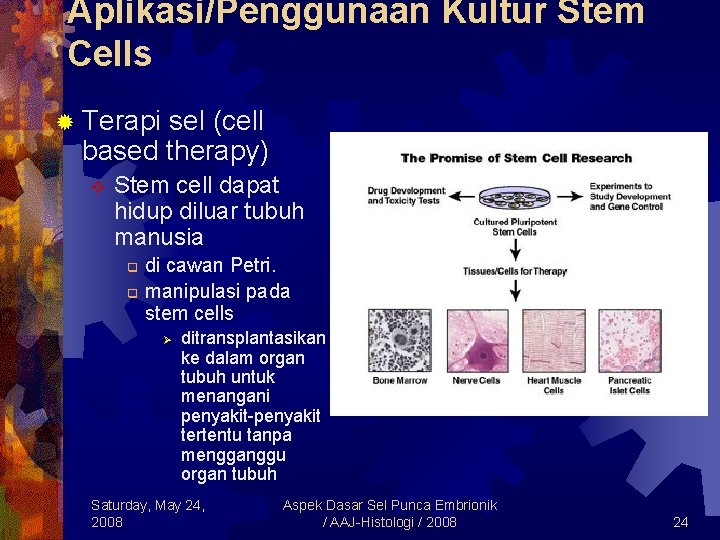 Aplikasi/Penggunaan Kultur Stem Cells ® Terapi sel (cell based therapy) v Stem cell dapat