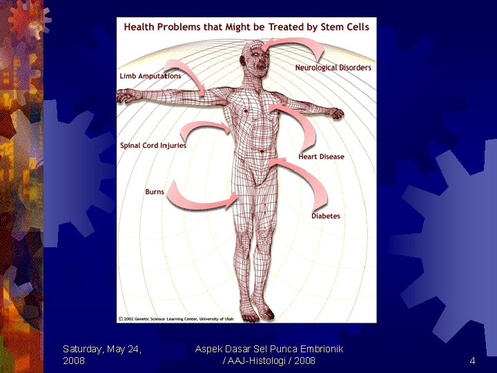 Saturday, May 24, 2008 Aspek Dasar Sel Punca Embrionik / AAJ-Histologi / 2008 4