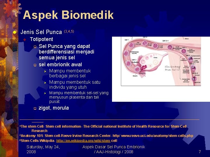 Aspek Biomedik ® Jenis Sel Punca (3, 4, 5) Totipotent q Sel Punca yang