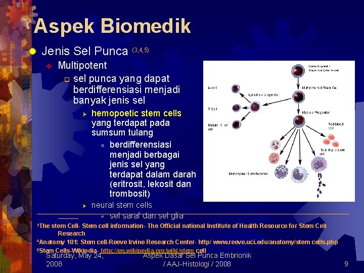 Aspek Biomedik ® Jenis Sel Punca (3, 4, 5) v Multipotent q sel punca
