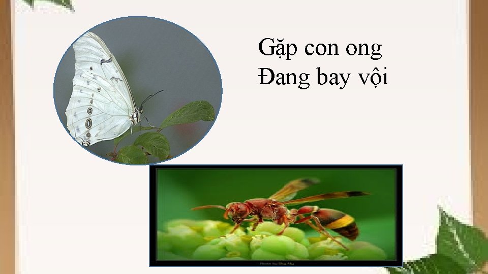 Gặp con ong Đang bay vội 