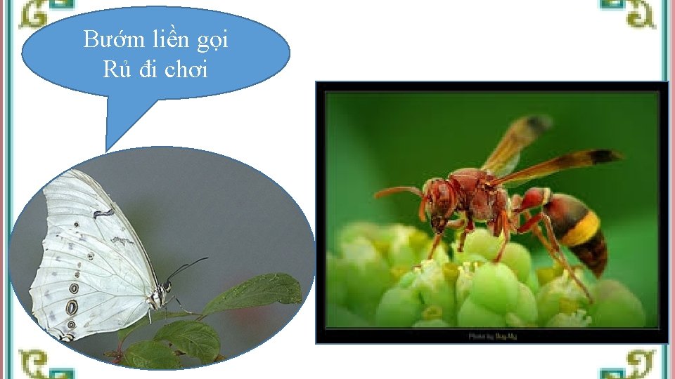 Bướm liền gọi Rủ đi chơi 