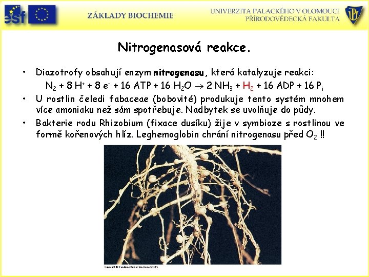 Nitrogenasová reakce. • • • Diazotrofy obsahují enzym nitrogenasu, která katalyzuje reakci: N 2
