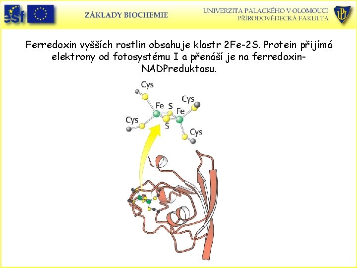 Ferredoxin vyšších rostlin obsahuje klastr 2 Fe-2 S. Protein přijímá elektrony od fotosystému I