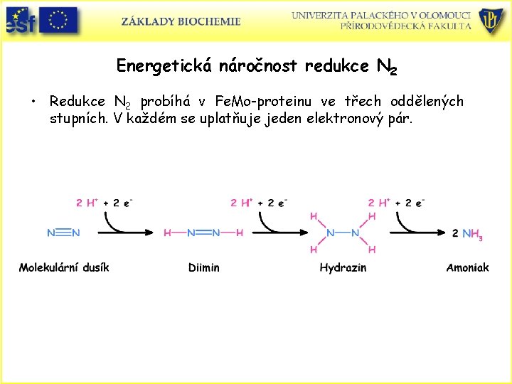 Energetická náročnost redukce N 2 • Redukce N 2 probíhá v Fe. Mo-proteinu ve