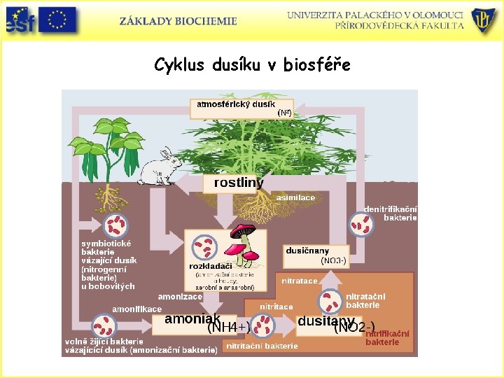 Cyklus dusíku v biosféře 