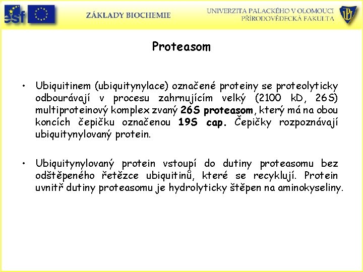 Proteasom • Ubiquitinem (ubiquitynylace) označené proteiny se proteolyticky odbourávají v procesu zahrnujícím velký (2100