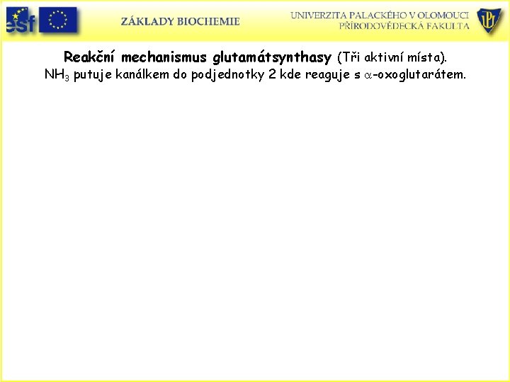 Reakční mechanismus glutamátsynthasy (Tři aktivní místa). NH 3 putuje kanálkem do podjednotky 2 kde