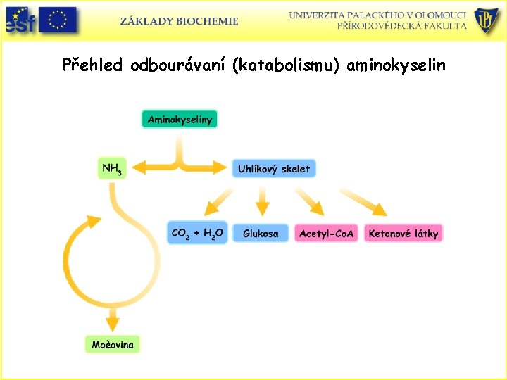 Přehled odbourávaní (katabolismu) aminokyselin 