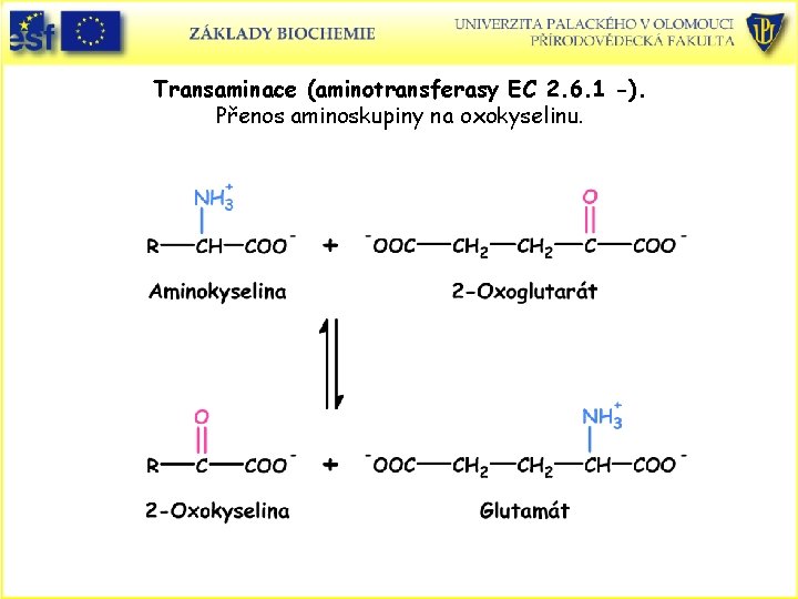 Transaminace (aminotransferasy EC 2. 6. 1 -). Přenos aminoskupiny na oxokyselinu. 