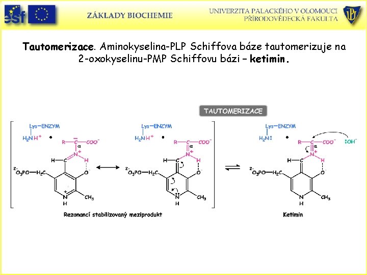 Tautomerizace. Aminokyselina-PLP Schiffova báze tautomerizuje na 2 -oxokyselinu-PMP Schiffovu bázi – ketimin. 