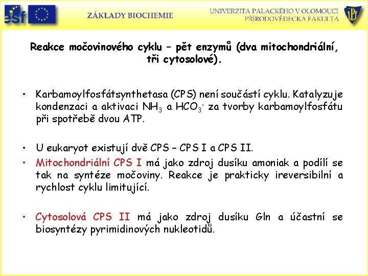 Reakce močovinového cyklu – pět enzymů (dva mitochondriální, tři cytosolové). • Karbamoylfosfátsynthetasa (CPS) není