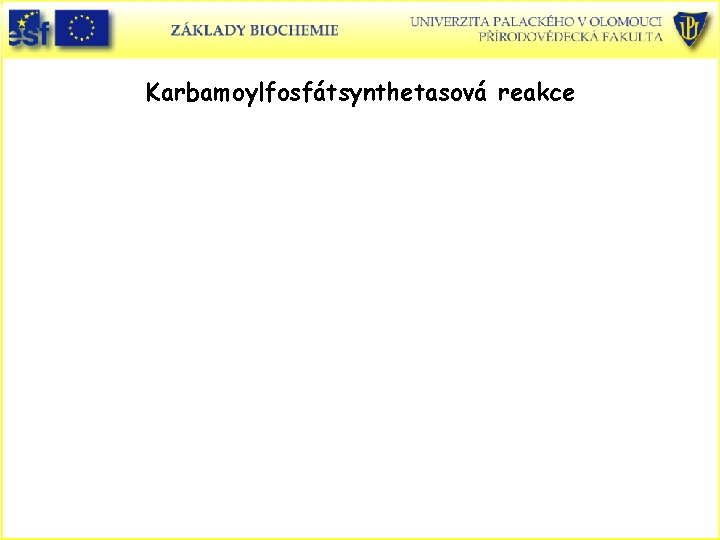 Karbamoylfosfátsynthetasová reakce 