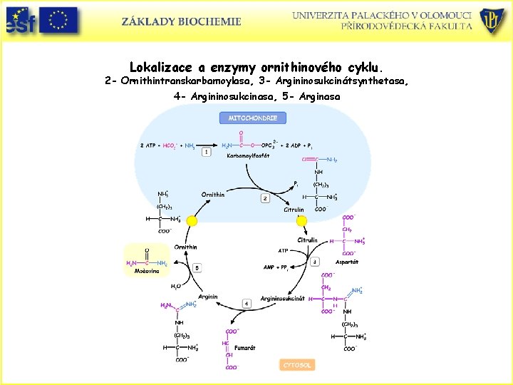 Lokalizace a enzymy ornithinového cyklu. 2 - Ornithintranskarbamoylasa, 3 - Argininosukcinátsynthetasa, 4 - Argininosukcinasa,