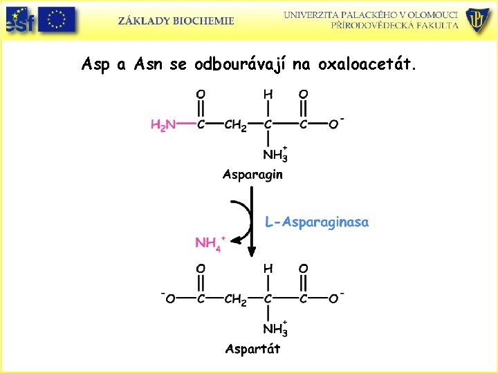 Asp a Asn se odbourávají na oxaloacetát. 