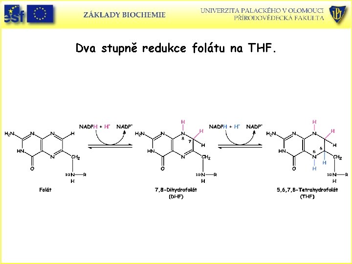 Dva stupně redukce folátu na THF. 