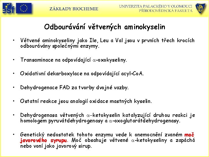 Odbourávání větvených aminokyselin • Větvené aminokyseliny jako Ile, Leu a Val jsou v prvních