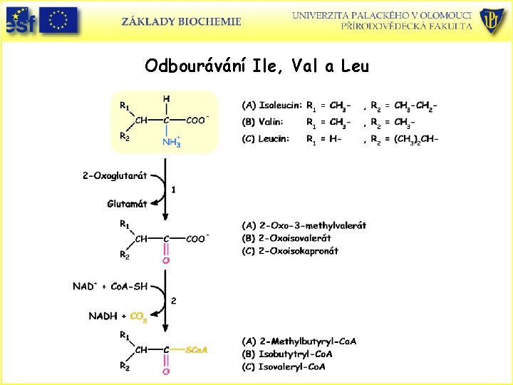 Odbourávání Ile, Val a Leu 