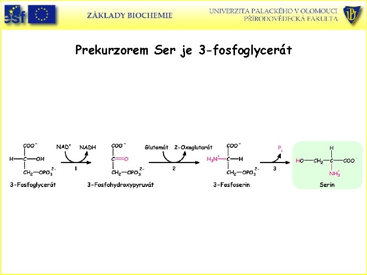 Prekurzorem Ser je 3 -fosfoglycerát 